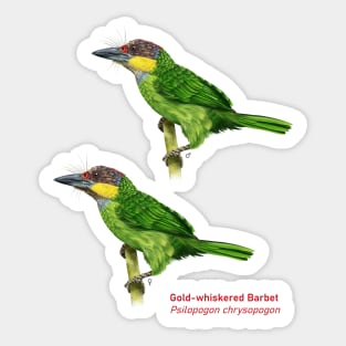 Gold-whiskered Barbet | Psilopogon chrysopogon ⚥ Sticker